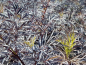 Preview: Sambucus nigra Black Lace Schwarzer Holunder